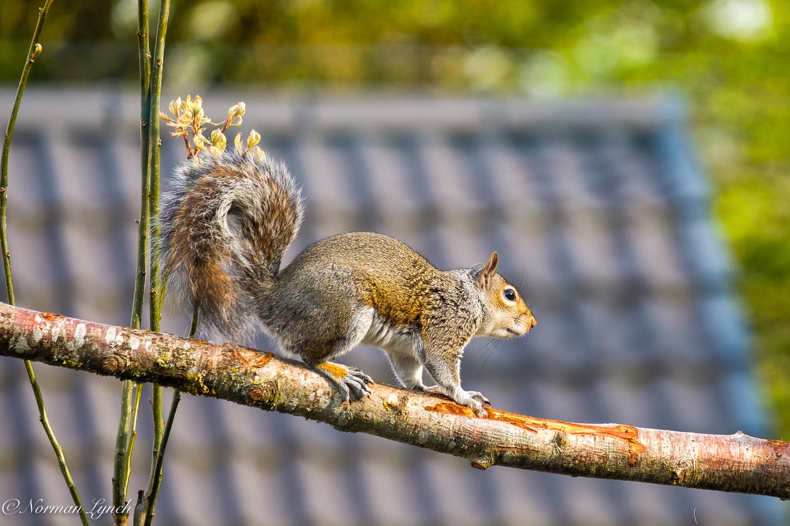 Grey squirrel (Sciuridae sciurus)