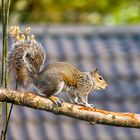 Grey squirrel (Sciuridae sciurus)