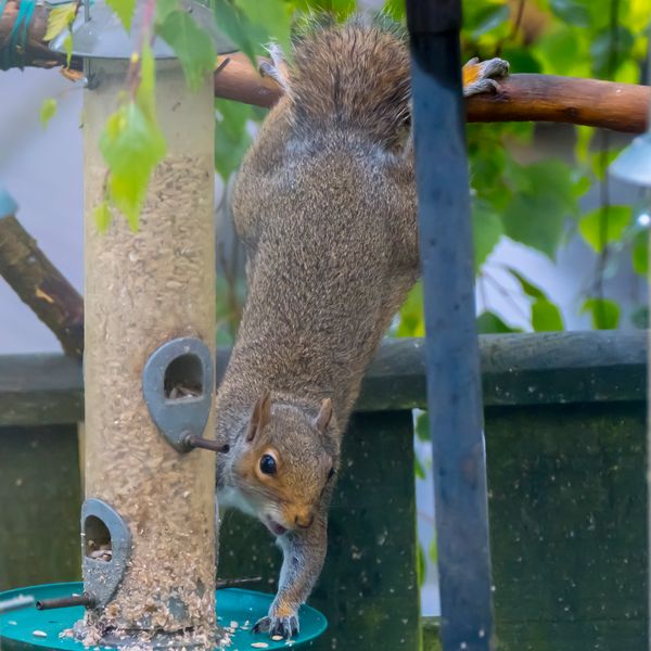 Grey Squirrel (sciurus carolinensis)