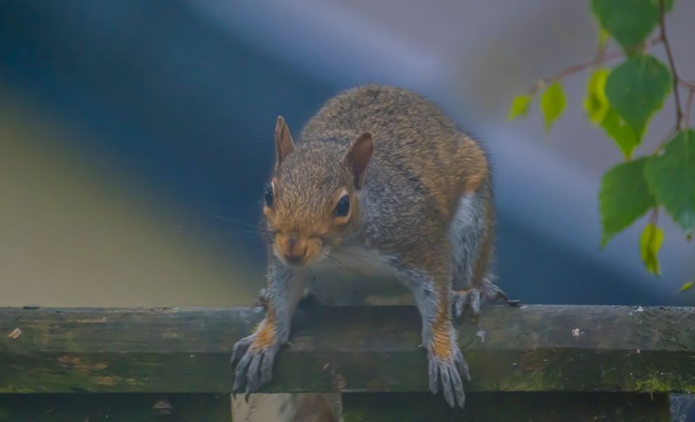 Grey Squirrel (sciurus carolinensis)