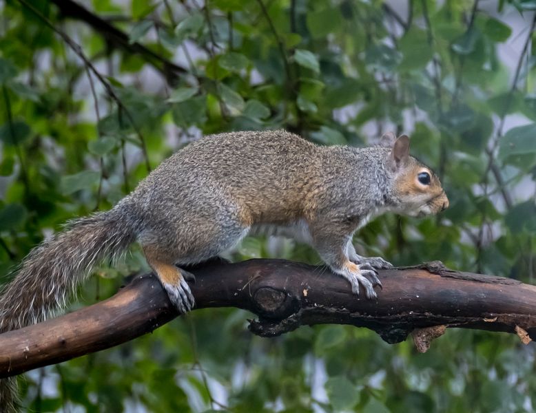 Grey Squirrel (sciurus carolinensis)