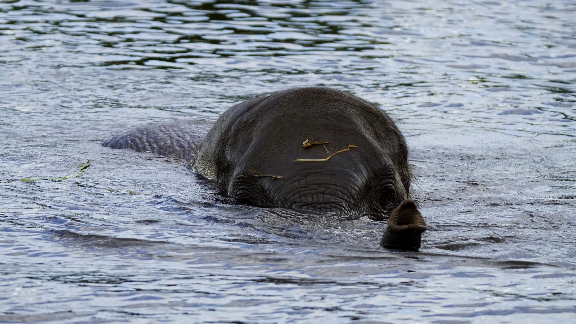 grey submarine