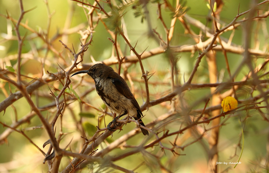 Grey Sunbird 2