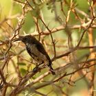 Grey Sunbird 2