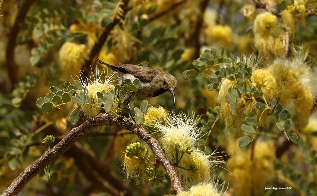 Grey Sunbird