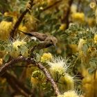 Grey Sunbird