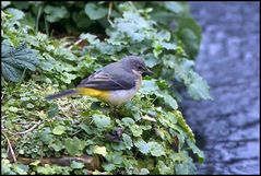 GREY WAGTAIL.