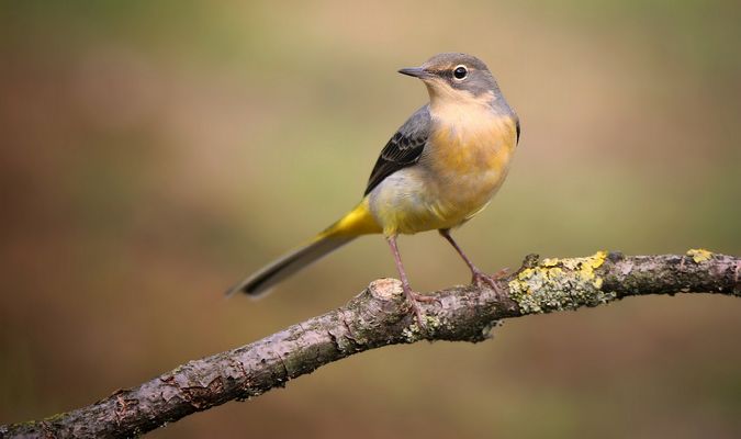 Grey Wagtail