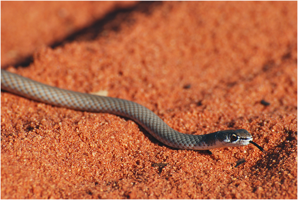 Grey Whip Snake