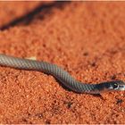 Grey Whip Snake