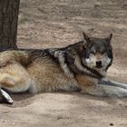 ... Grey Wolf...