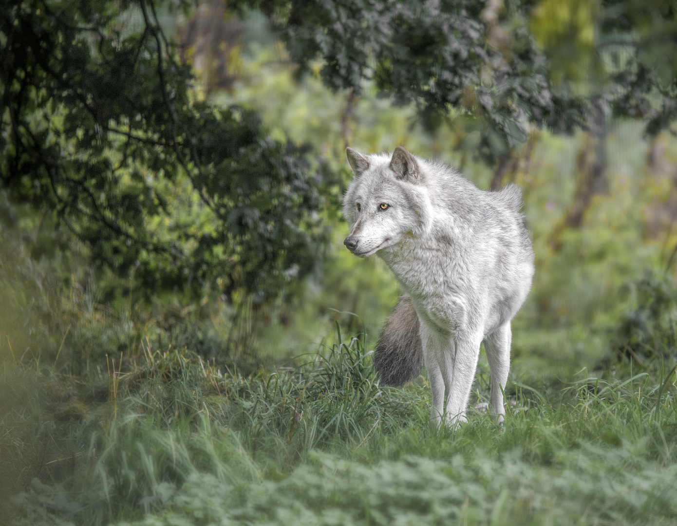 Grey Wolf