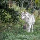 Grey Wolf