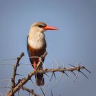 Greyheaded Kingfisher