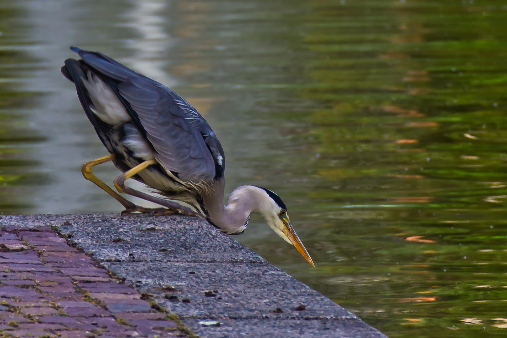 GreyHeron