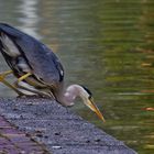 GreyHeron