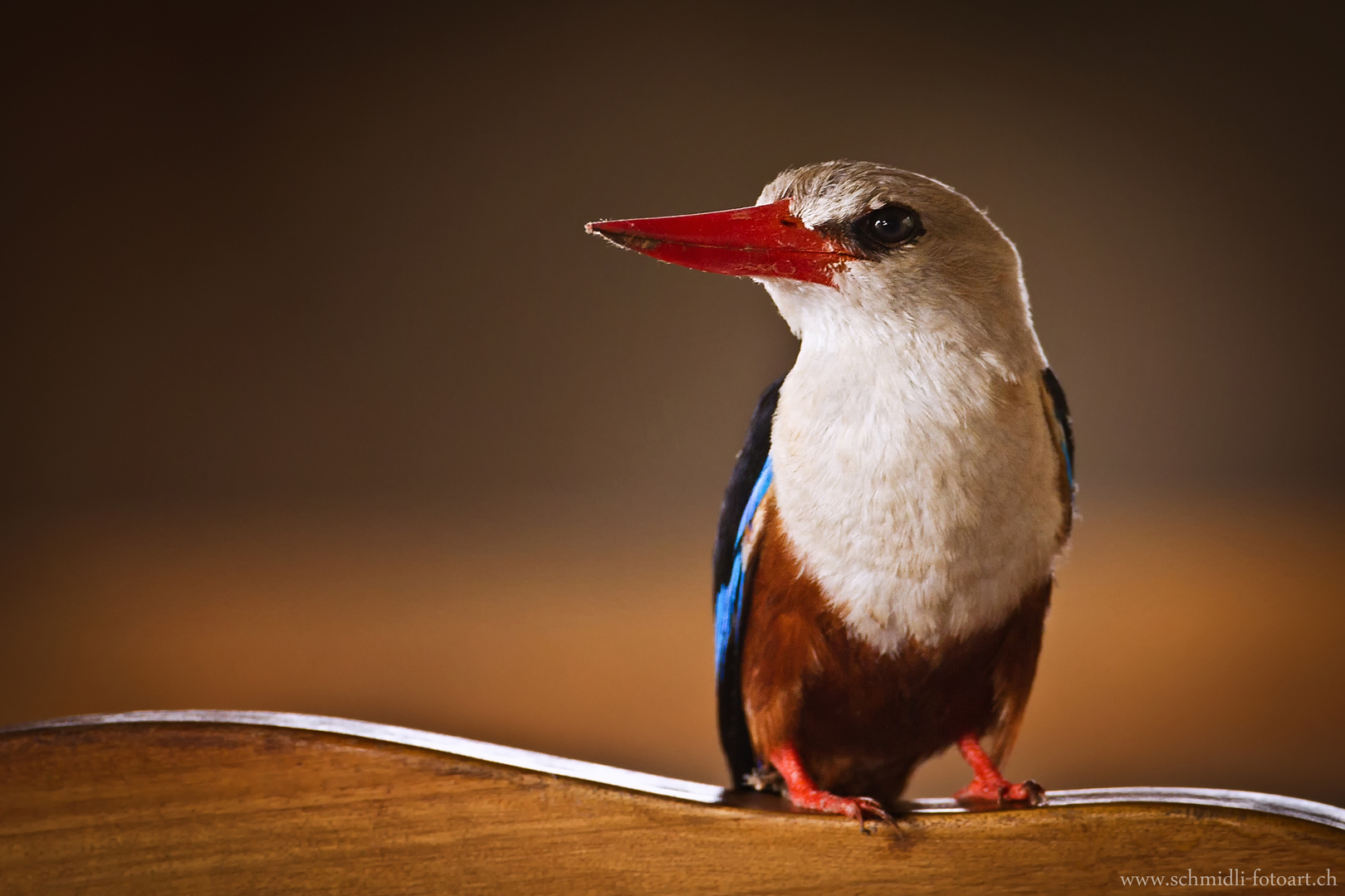 Greyhooded Kingfisher