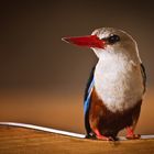 Greyhooded Kingfisher