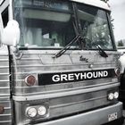 Greyhound