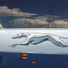 "Greyhound"