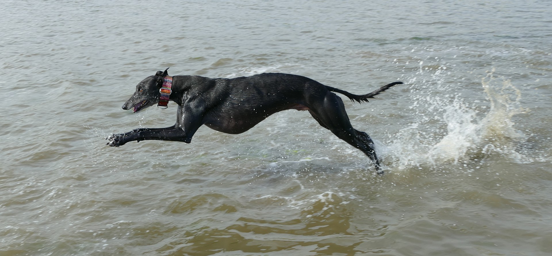 Greyhound am Meer