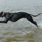 Greyhound am Meer