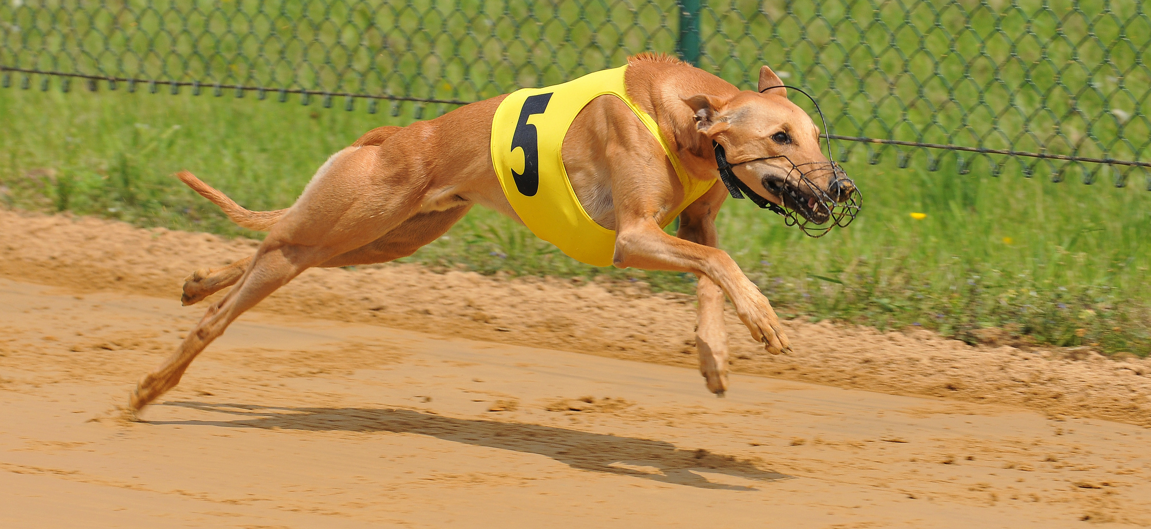 Greyhound-Power