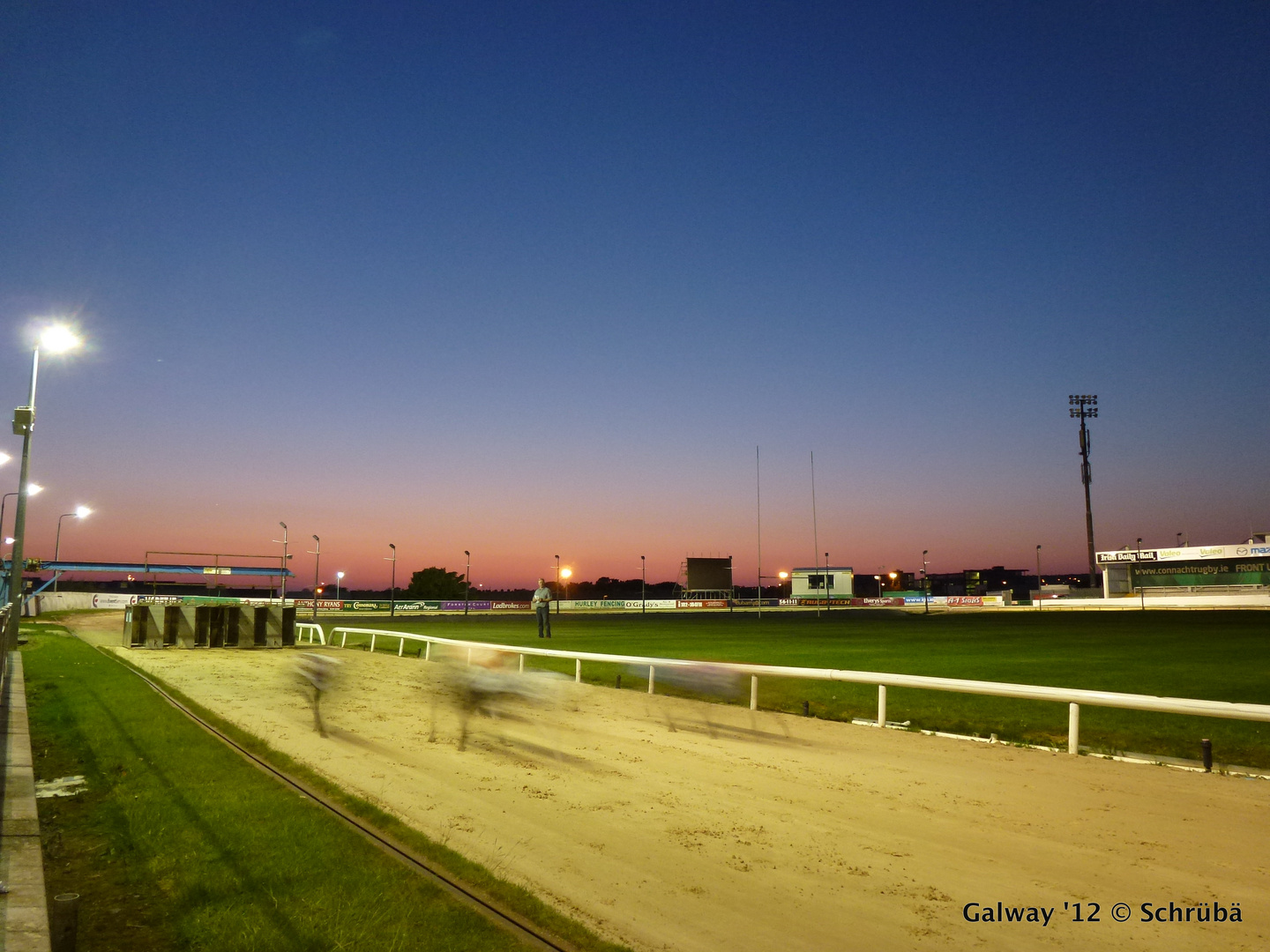 Greyhound Race Galway