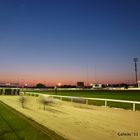 Greyhound Race Galway