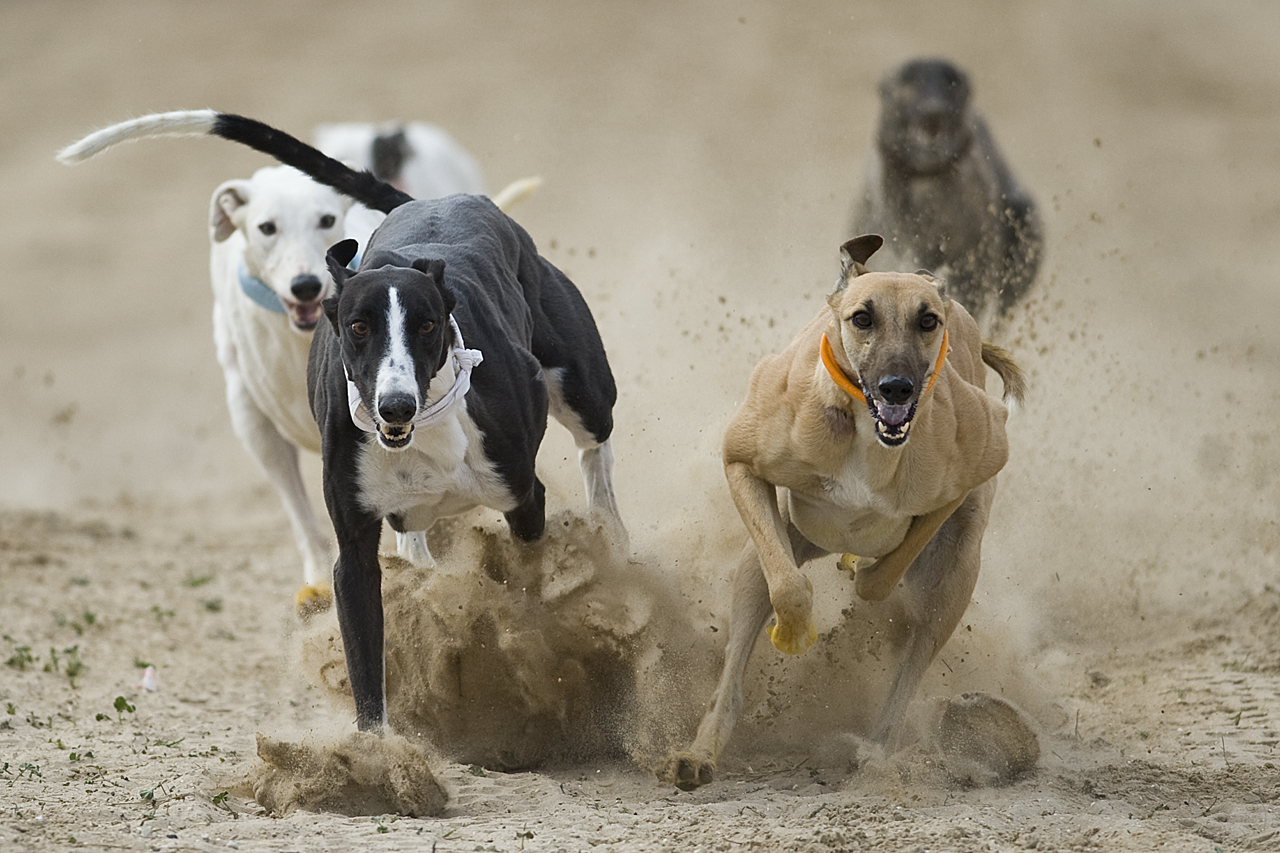 Greyhound Race Torrevieja 2