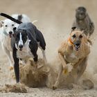 Greyhound Race Torrevieja 2