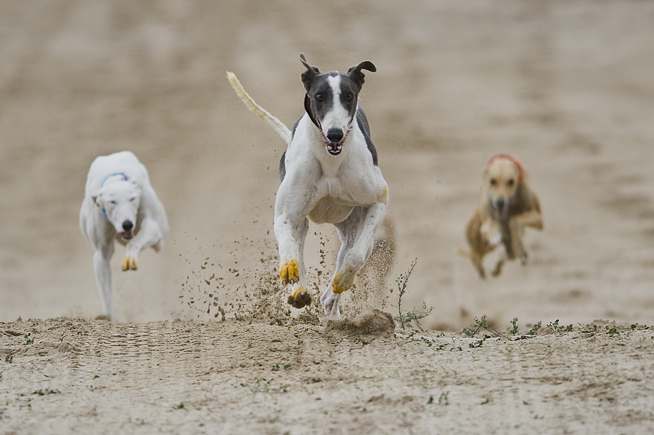 Greyhound Race Torrevieja
