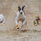 Greyhound Race Torrevieja