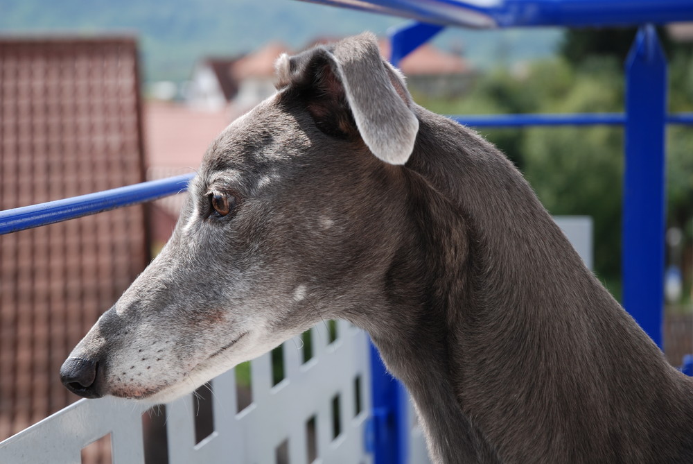 greyhound studie 2, windhund