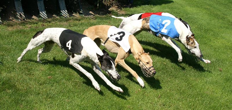 Greyhound - Windhundrennen