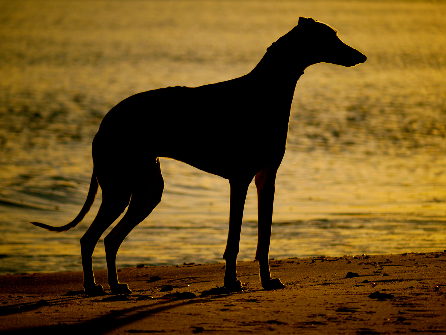 Greyhounds - die schnellsten Freunde der Welt