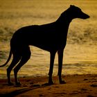 Greyhounds - die schnellsten Freunde der Welt