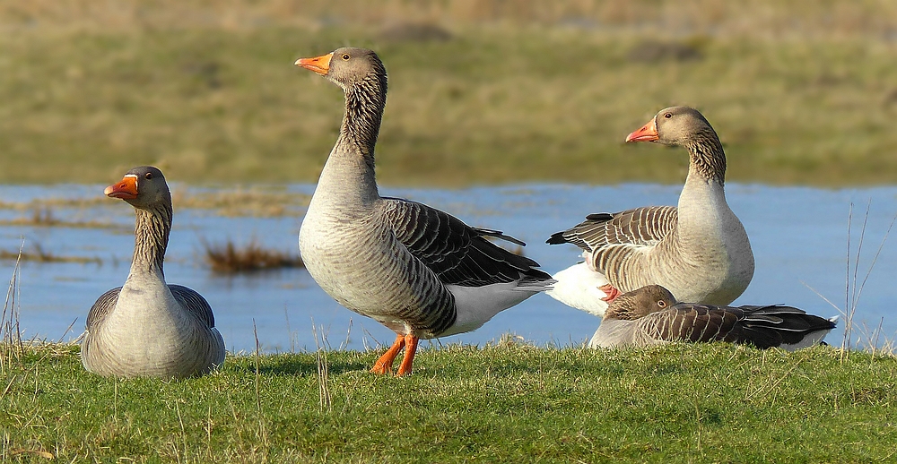 Greylag Geese 