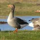 Greylag Geese 