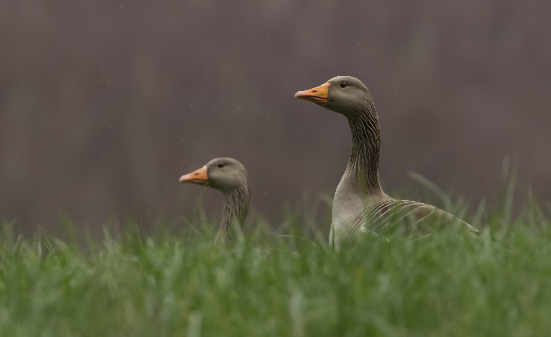 Greylag geese