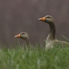 Greylag geese