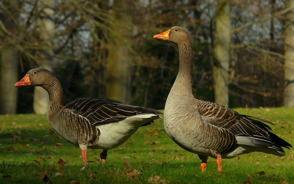 Greylag Geese