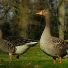 Greylag Geese