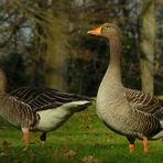 Greylag Geese