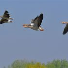 Greylag geese in flight ..