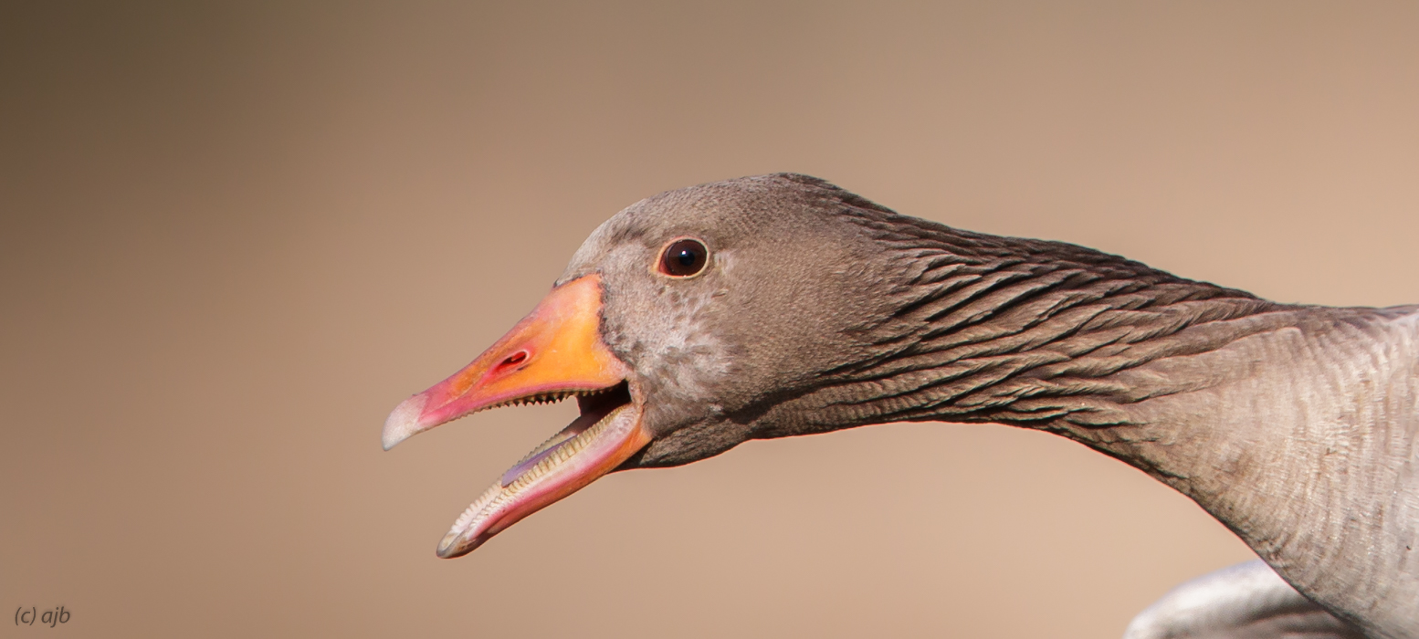 Greylag goose