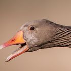 Greylag goose