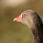 Greylag goose