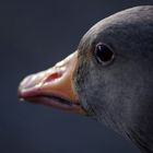 Greylag Goose