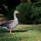 Greylag Goose